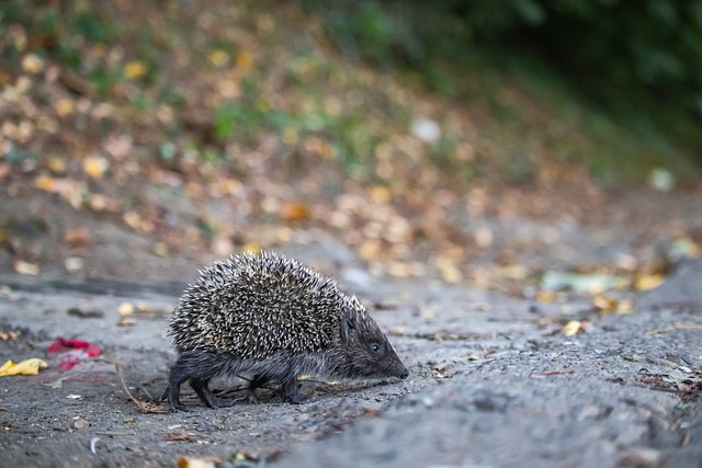 加布里埃尔 加布里埃尔